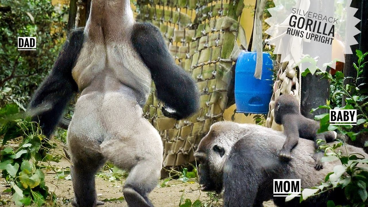 Silverback Gorilla got flustered at the sudden downpour | Kyoto