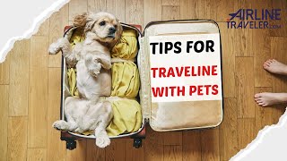 Top Tips for Stress-Free Travel with Pets