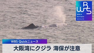 大阪湾にクジラ 海保が注意【WBS】（2023年1月9日）