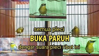 terapi suara pleci ribut saling saut adu gacor adu ngalas pleci lain ikut ngalas gacor