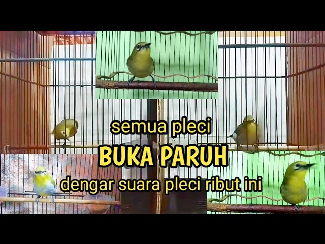 terapi suara pleci ribut saling saut adu gacor adu ngalas pleci lain ikut ngalas gacor class=