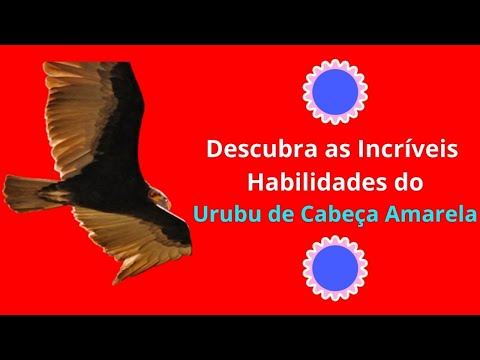 Vídeo: Por que os urubus se reúnem em grandes grupos?