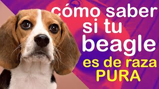 Descubre el Secreto de tu Beagle: ¿Es Realmente de Raza Pura? ✨