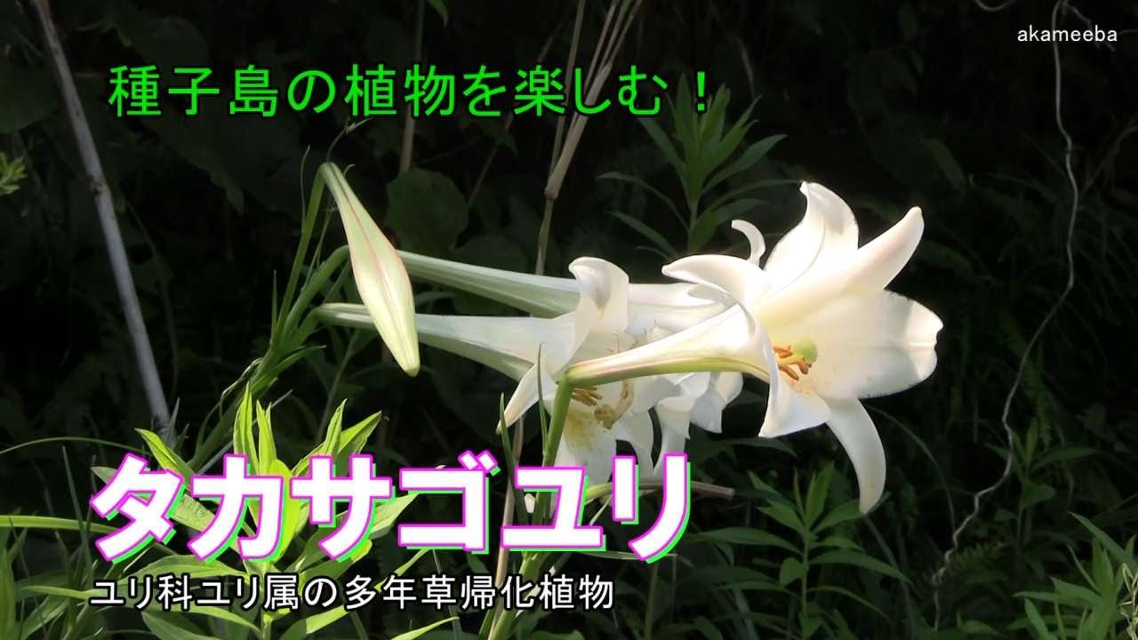タカサゴユリ 真夏に茎の上部に総状花序をつけ紫褐色の筋が入っ