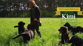 7 Flat Coated Retrievers having a Perfect Day Together by Tomas Kypena 4,560 views 2 years ago 4 minutes, 17 seconds