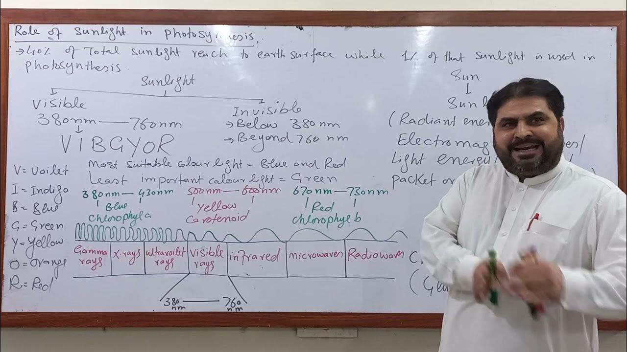 role-of-sunlight-in-photosynthesis-youtube