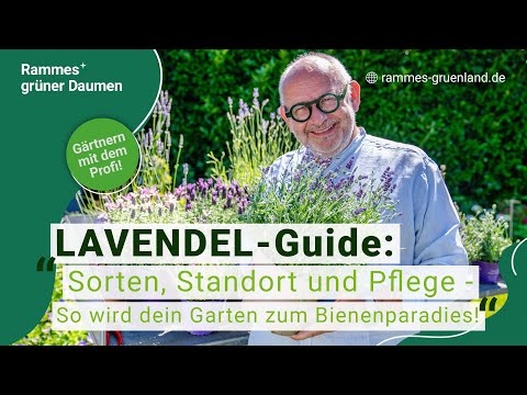 LAVENDEL - Guide: Sorten, Standort und Pflege - So wird dein Garten zum Bienenparadies!