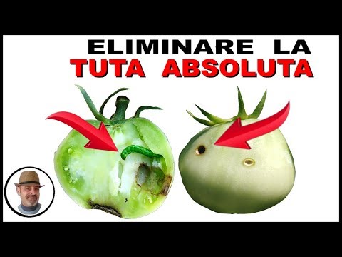 Video: Come sbarazzarsi della mosca bianca su pomodori e cetrioli in una serra