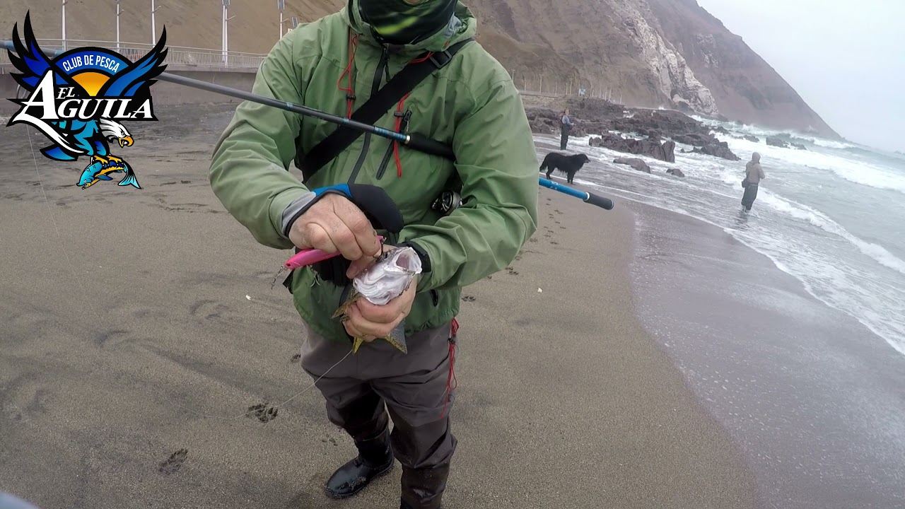 LOS REYES DE LA JORNADA, DUO, MODELO REALIS JERKBAIT, PESCA DE CORVINAS EN ARICA, PLAYA CORAZONES