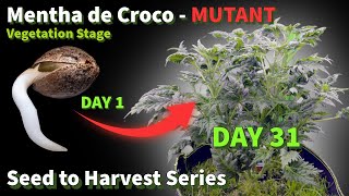 From Seed to Harvest Part 1: Vegetative Stage – How to Grow Mutant Cannabis | 100% Organic Grow