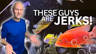STOP African Cichlid AGGRESSION | 5 More Tips!