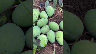 Village South India Mango Havesting #shorts by Indian Agri Farm 638 views 1 year ago 1 minute, 19 seconds