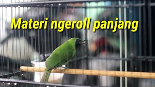 cucak ijo rasa pijantung ngeroll panjang