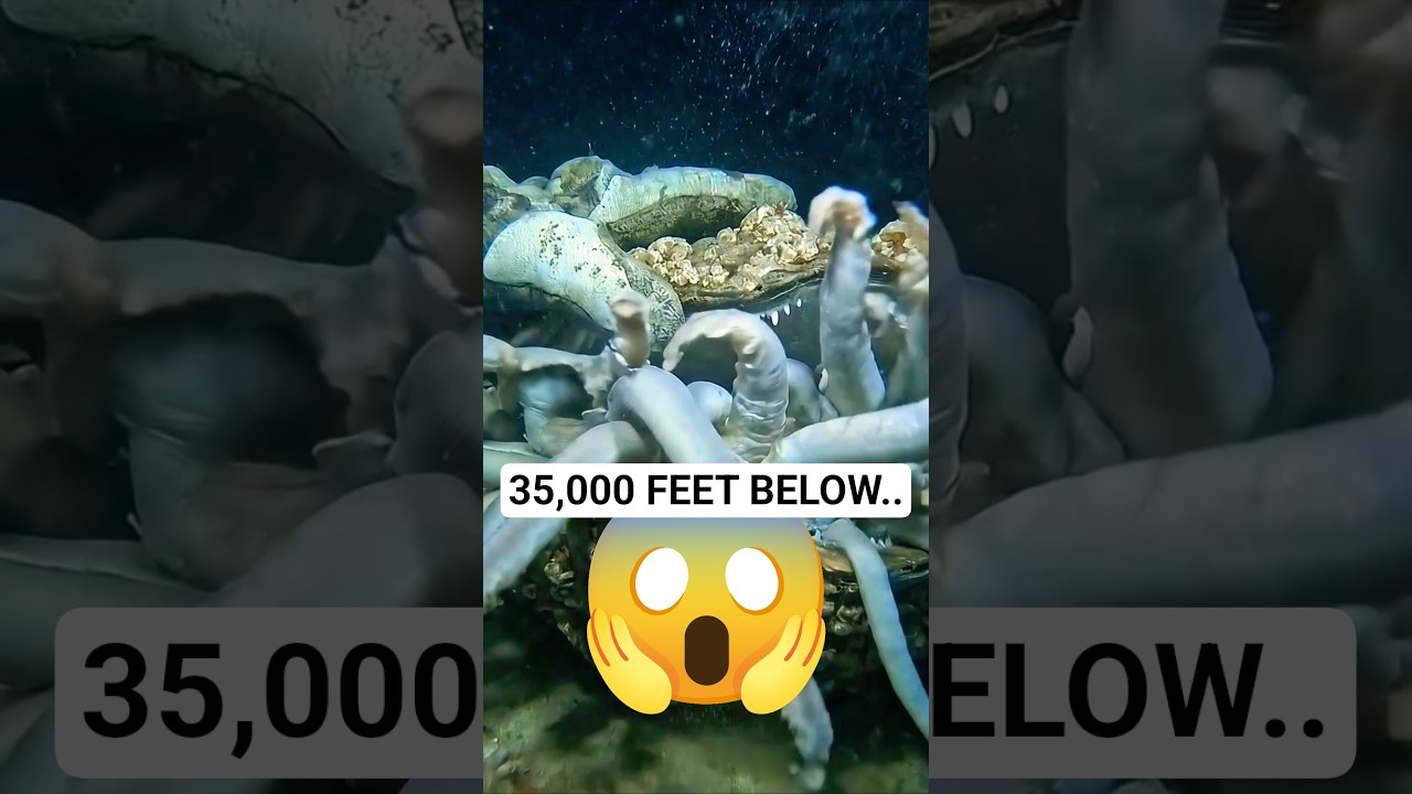 I Found This Clam, 35,000 Feet Below Sea Level.