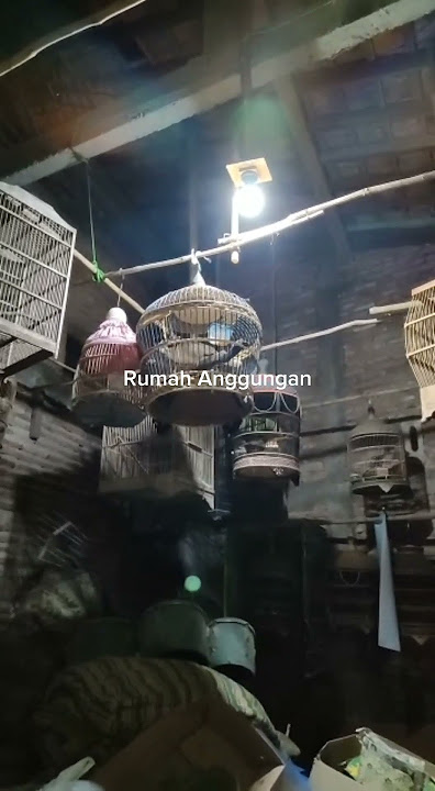 Mengerikan, Puter Pelung mengaung seperti serigala #puter #puterpelung #puterlokal #perkutut