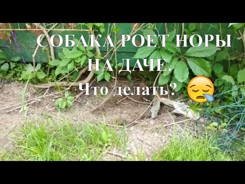 КАК ОТУЧИТЬ СОБАКУ РЫТЬ НОРЫ НА ДАЧЕ?Воспитание и дрессировка собаки