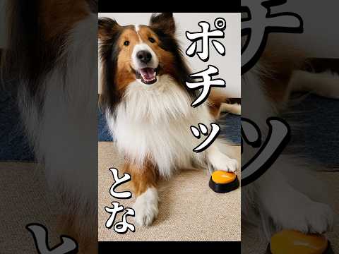これならいける⋯？情に訴えてみたシェルティ【会話ボタンでしゃべる犬】 #shorts #犬