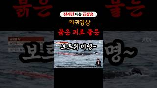 순식간에 붉은피로 ~다친 줄 알았는데… 고래 출산 현장이었다 #정치한입24 #뉴스요약 #정치 #정치이슈