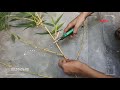 How to grow bamboobambusa vulgaris  culms plant by cutting by easy way plant evolution yellow