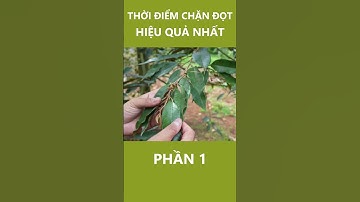 Thời Điểm Chặn Đọt Hiệu Quả Nhất P1 | Nông Nghiệp Tây Nguyên