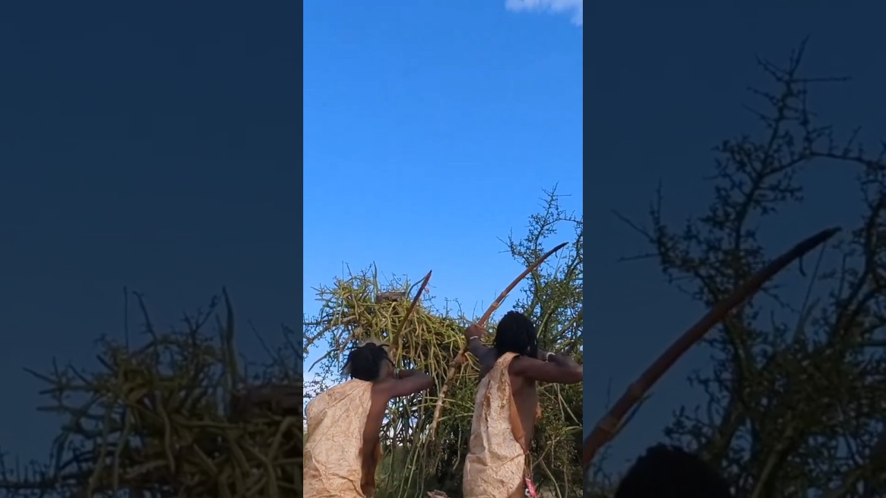 Bird Resting on a Thorny Branch, الصيادون هادزابي ينتظرون الصيد