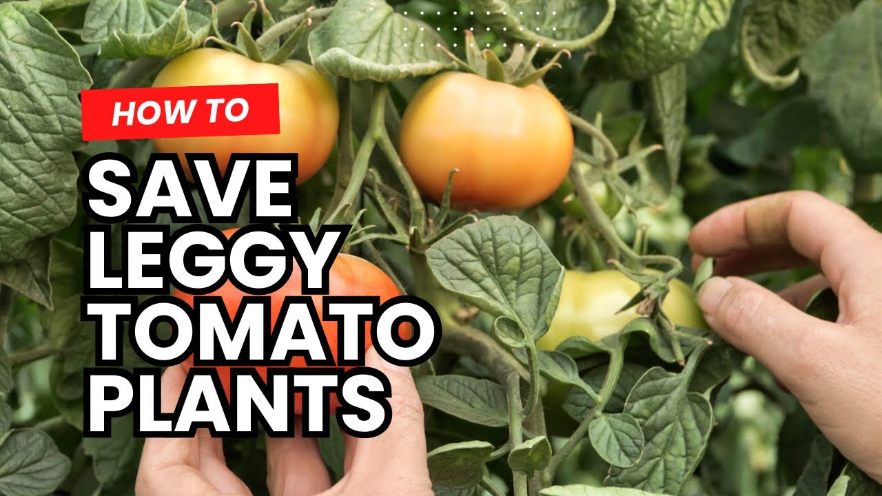 How to Save Leggy Tomato Plants Potting Up and Hardening Off Gardening Advice YouTube