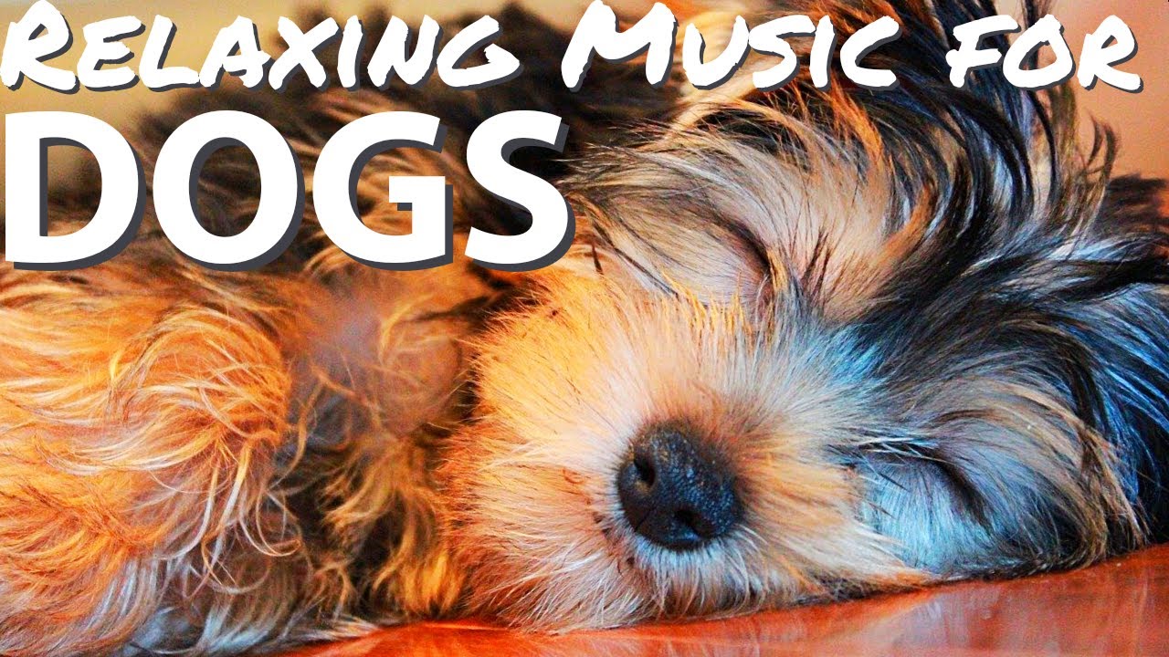Music for dogs dog relaxation music for sleep dog music YouTube
