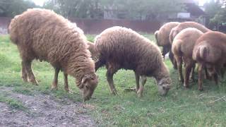 Ягнята овец карабахской породы.