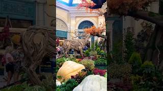 Bellagio Conservatory and Botanical Garden| Fall Display 2024