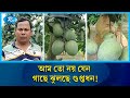 আম তো নয় যেন গুপ্তধন, বাগান থেকে সরাসরি যাচ্ছে ইউরোপে! | Mango | Hidden Treasures | Rtv News