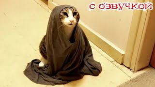 Приколы С Котами! Самые Смешные Животные С Озвучкой! Я Ржал Целый Час!