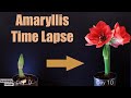 Amaryllis Growing and Blooming 🌺Time Lapse