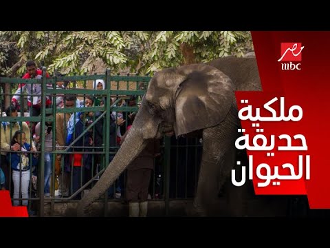 فيديو: متى تم افتتاح حديقة حيوان نورثمبرلاند؟