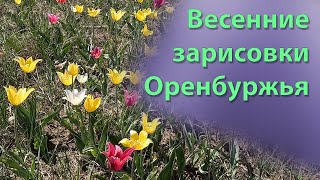 Весенние зарисовки Оренбуржья