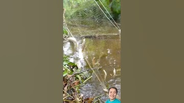 Giăng lưới trúng đậm bầy cá lòng tong #fishing #shorts #shortvideo #short #shortsvideo