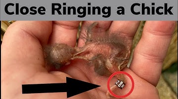 How to Close Ring / Band a Finch Chick or Baby bird
