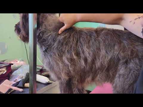 Handstripping Wirehaired Pointing Griffon #2