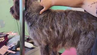 Handstripping Wirehaired Pointing Griffon #2