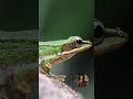 The Ancient Rainforest Older Than the Amazon