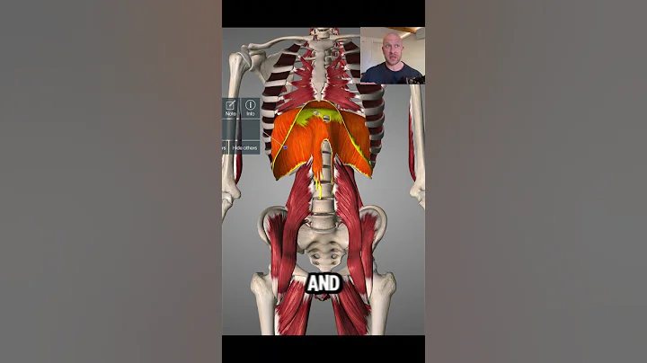 The Diaphragm - Anatomy and physiology | Learn Anatomy