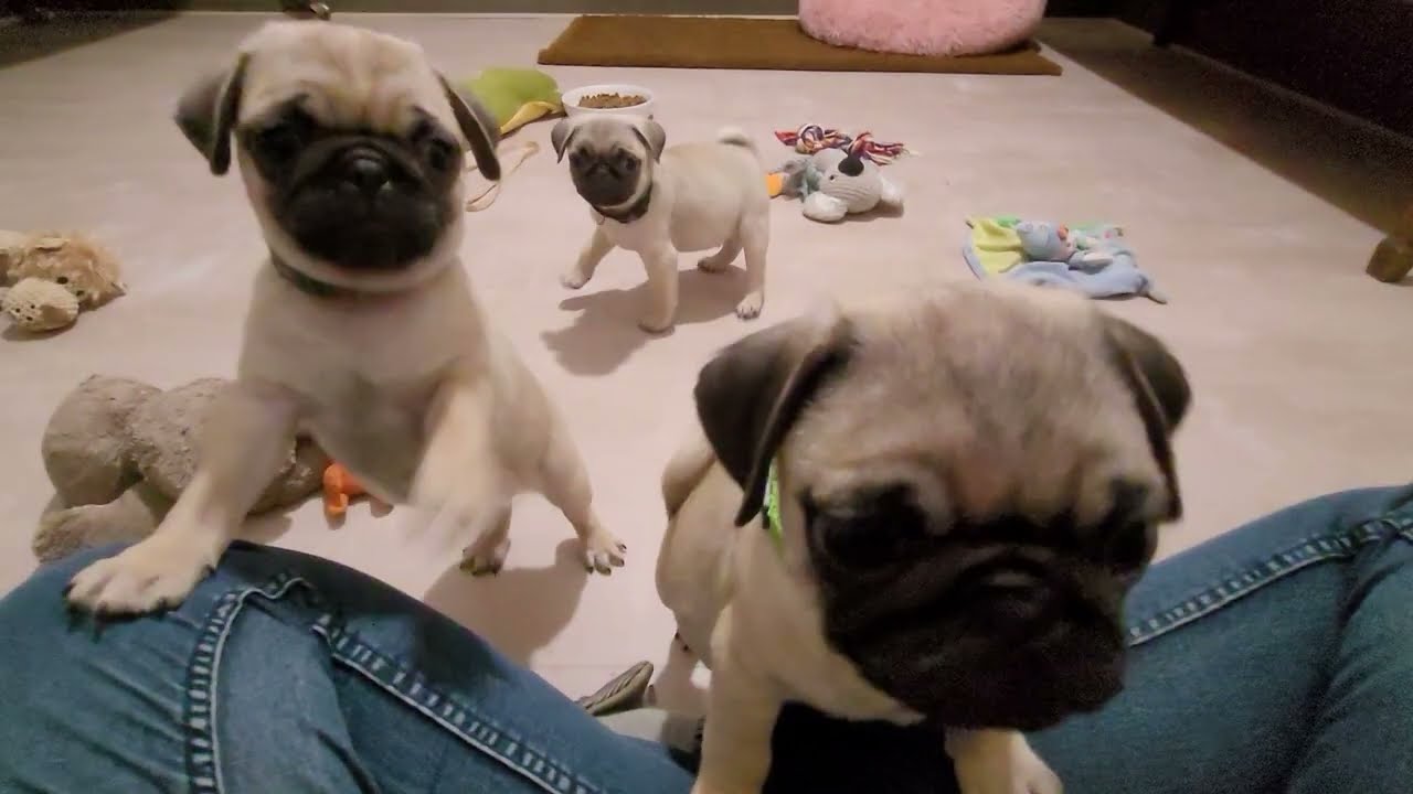 Dreamlander chiots carlin mâles disponibles