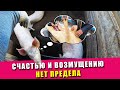 Лето, счастью и возмущению нет предела | Куры на выгуле | Свиньи перекапывают клетку сами | 2021