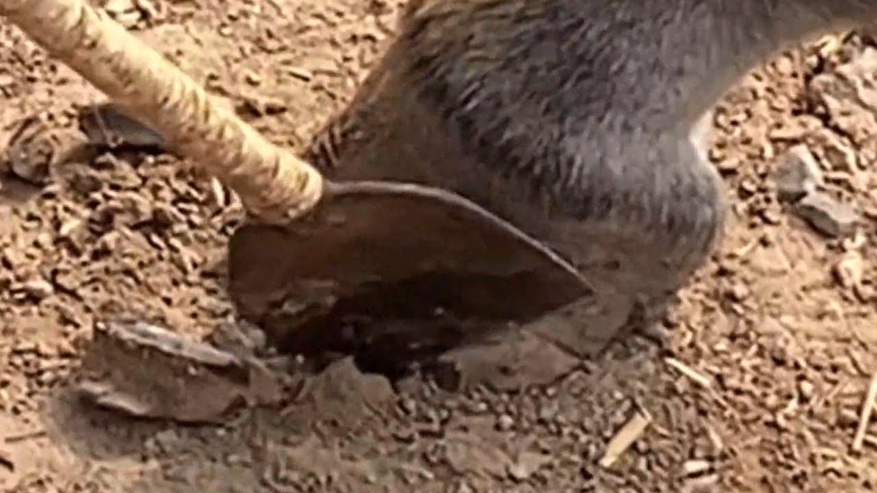 Donkey hooves are too hard, and it is also very difficult to repair