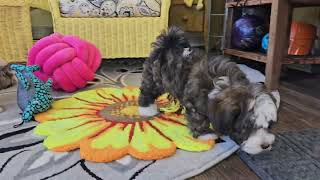 Heavenly Havanese Hava Good Game of Chase! by Juliemelodies 492 views 2 months ago 1 minute, 44 seconds