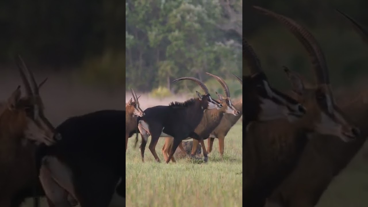 One of the most impressive antelopes found in Africa is the sable. Unfortunately, 