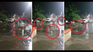 Seven lions captured roaming on road in Gujarat's Junagadh