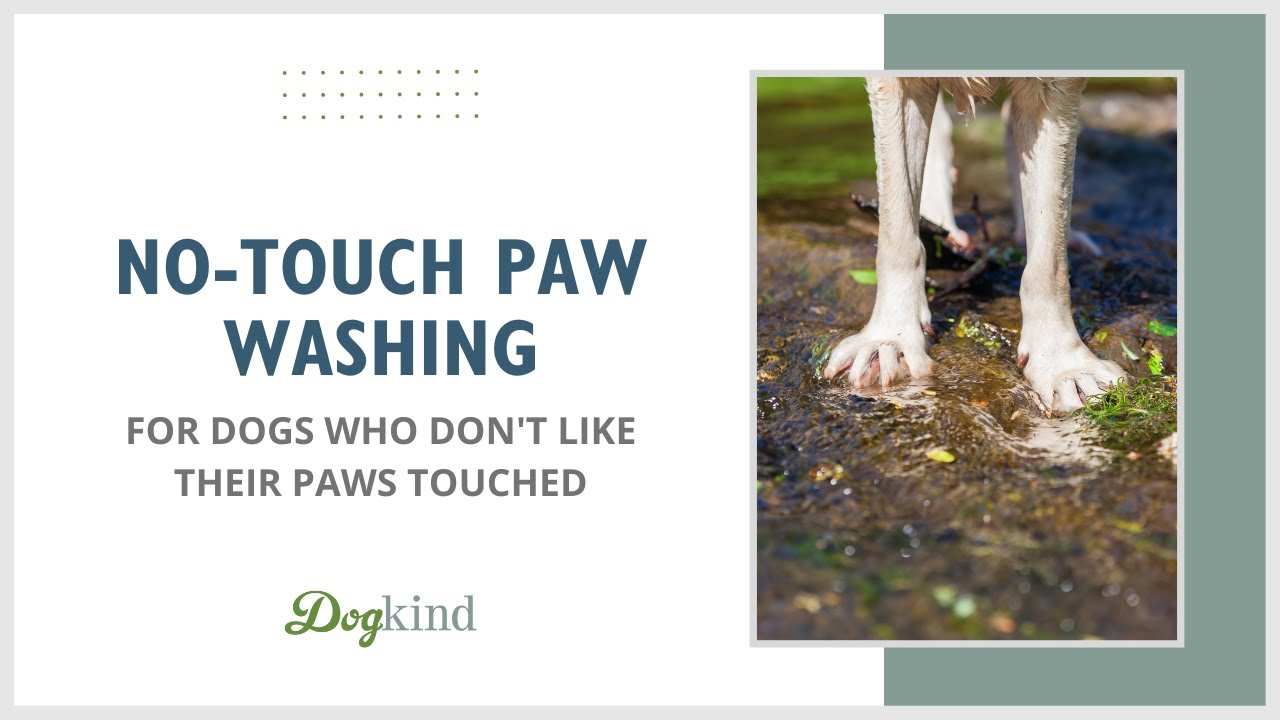 Do Dogs Like Their Paws Touched