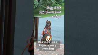 My Sweet Puppy , Luna