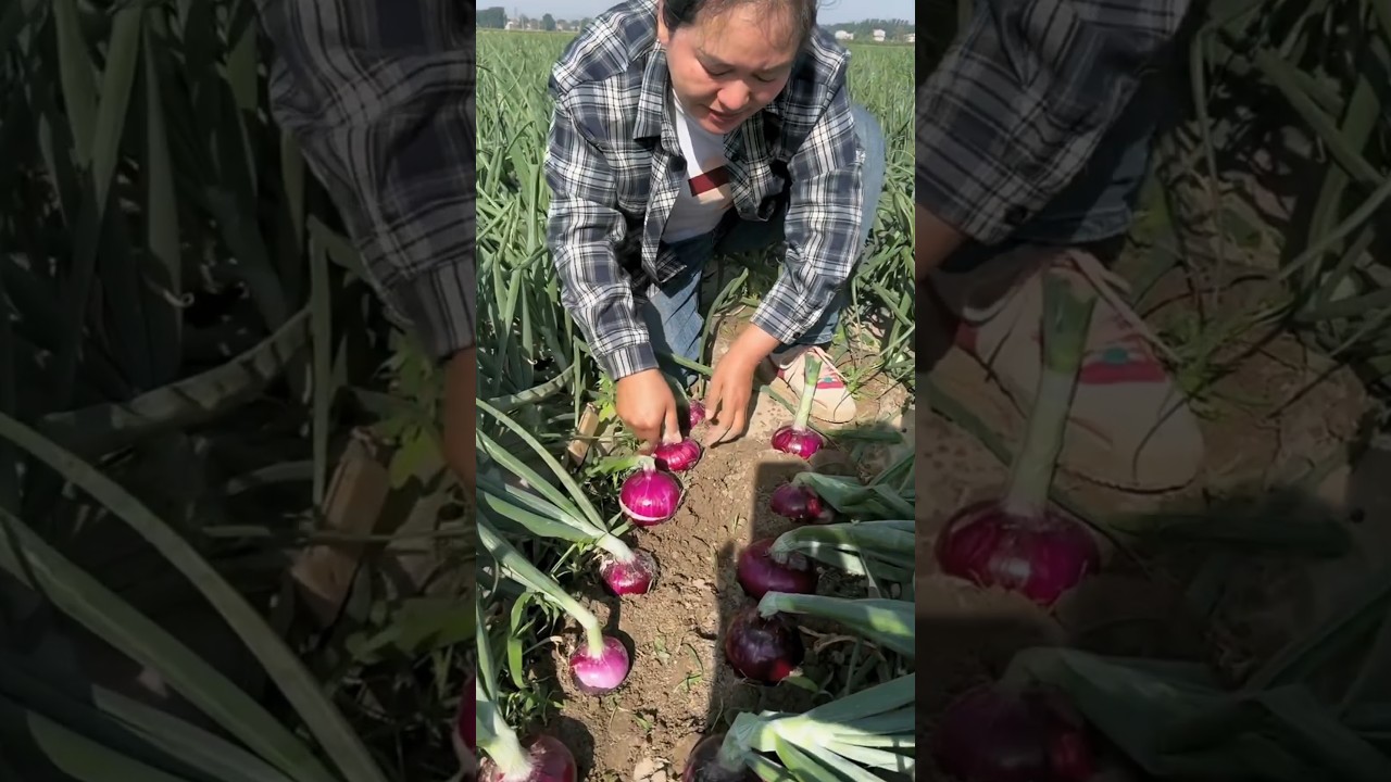 Onion remove harvesting activities with rural farming life 