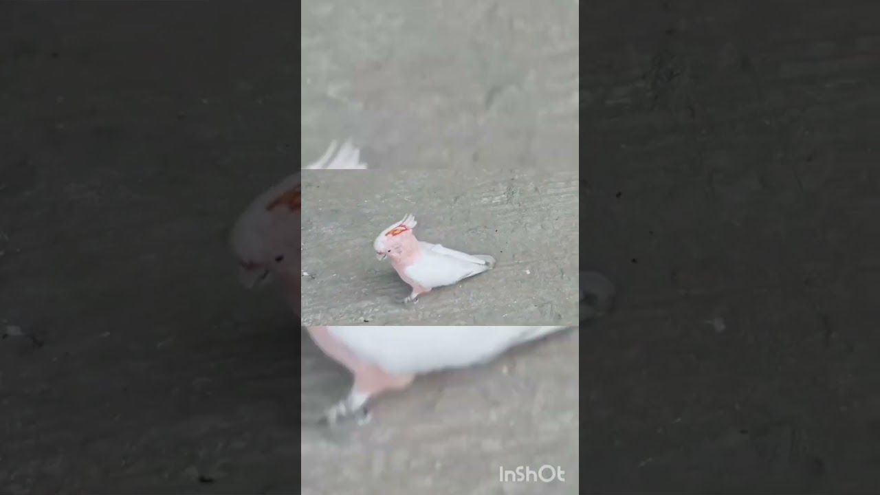 Major Mitchell's cockatoo || Tech Ternals